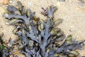 L'Ascophyllum Des algues naturellement efficaces contre les graisses