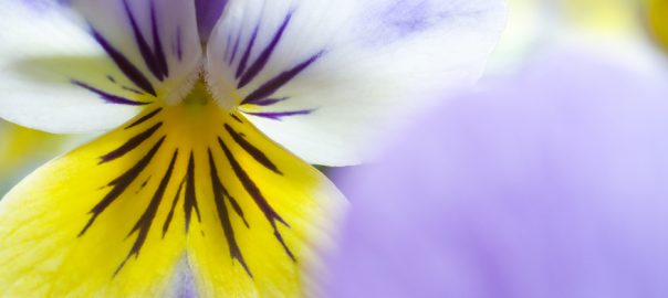 La viola tricolor, une petite fleur